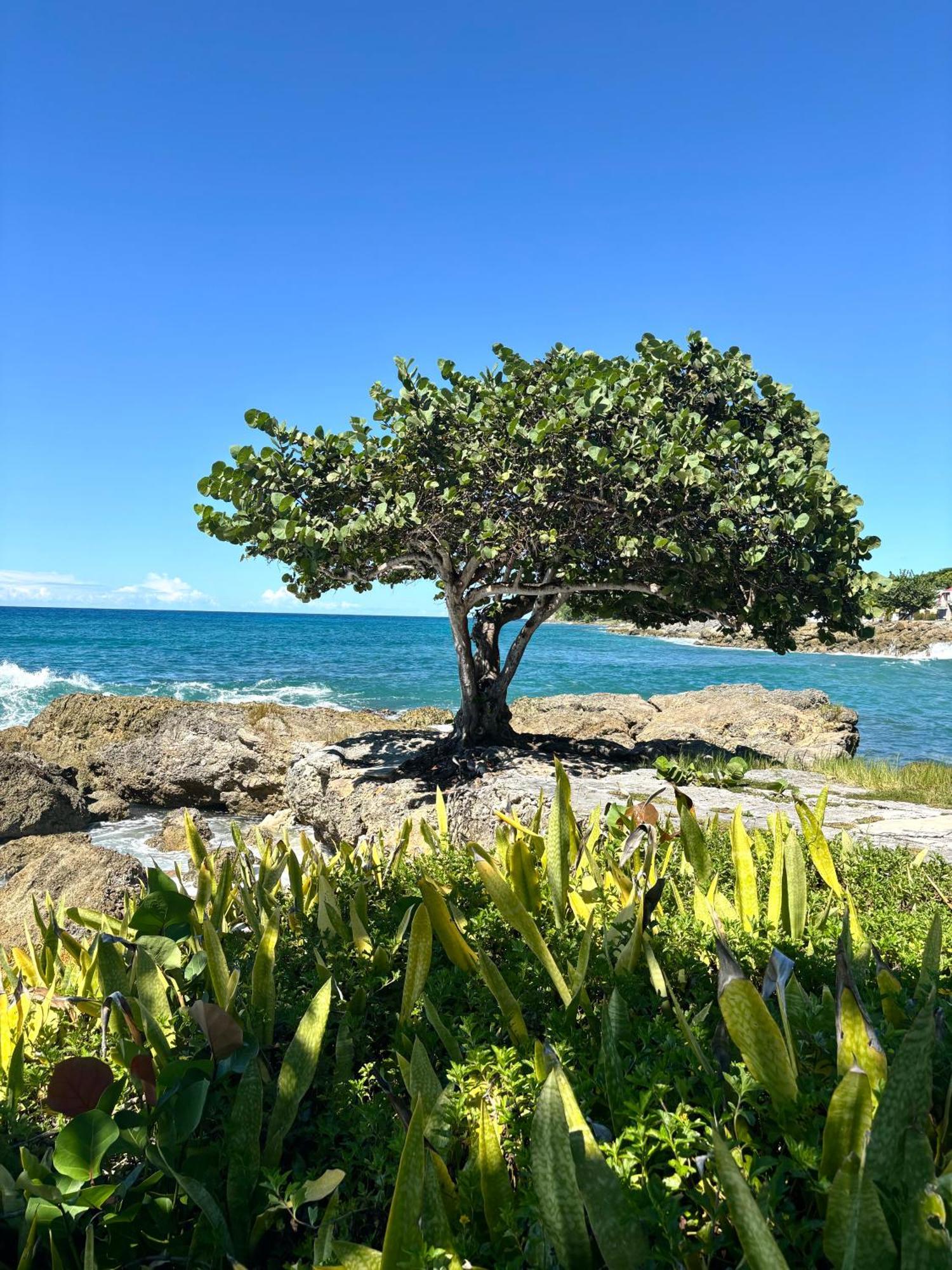 Lavann Wouj - Proche Des Plages Et Du Bourg Villa Anse-Bertrand Kültér fotó